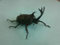 城南山カブトムシ