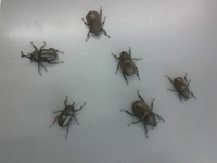 城南山カブトムシ