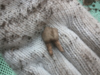 シカの歯を発掘しました