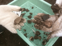 土器を発掘しました