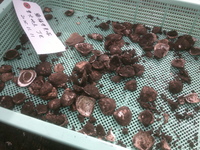 たくさんの貝を発掘しました