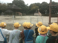 キリンが見えます