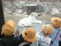 ホワイトタイガーがいます