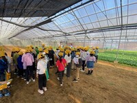 生産されている小松菜が目の前に!