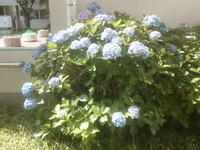 あじさいの花も美しく咲いています