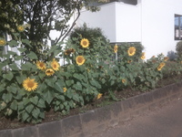 オレンジひまわりが城南っ子を出迎えます